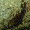 Nudibranch