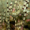 Tiny white seahorse