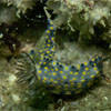 Nudibranch