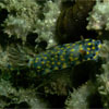 Nudibranch