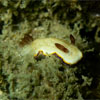 Nudibranch