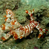 Bornella