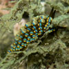 Rare Nudibranch