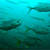 Trevallys & Yellowtail Barracudas