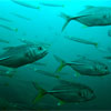 Trevallys & Yellowtail Barracudas