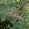 Flabellina sp.