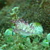 Flabellina sp.