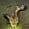 Poisonous Scorpionfish