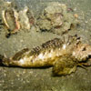 Scorpionfishes in Cambodia