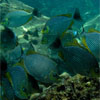 Rabbitfish