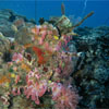 Softcoral at Koh Prins Liveaboard Trip