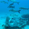 Marble Ray swimming by