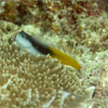 Blenny