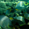 School of Rabbitfish