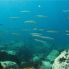 Juvenile Yellowtail Barracudas