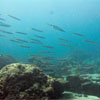 Barracudas on Chicken Island