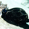 Black Cowrie