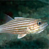 Cardinalfish