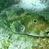 Pufferfish resting