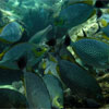 Rabbitfish at Koh Koun