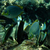 Rabbitfish feeding