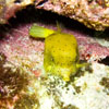 Yellow Boxfish/Ostracion cubicus