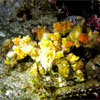 Decorator Crab