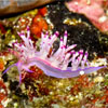 Nudibranch at Koh Polau Weh