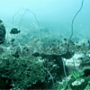 Staghorn & Whipcorals