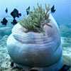 Anemone seen on Liveaboard Trip