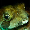 Porcupinefish