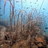 Dive in Cambodia