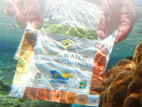 CoralWatch Coral Health Chart Specialty Course CoralWatch Coral Health Chart Specialty Course