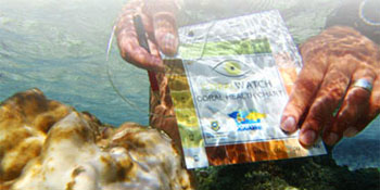 Coral Watch - Coral Health Chart Coral Watch - Coral Health Chart