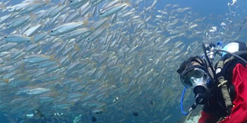 Take the PADI Full Face Mask Diver Course Take the PADI Full Face Mask Diver Course