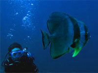 PADI Underwater Naturalist Specialty Course PADI Underwater Naturalist Specialty Course
