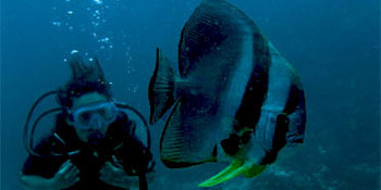 Naturaliste sous-marin