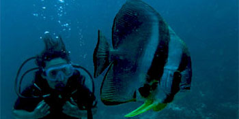 PADI Unterwasser Naturalist Spezialkurs PADI Unterwasser Naturalist Spezialkurs
