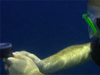 PADI Underwater Navigator Specialty Course PADI Underwater Navigator Specialty Course