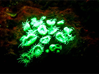 Try Biofluorescent-Night-Diving in Cambodia