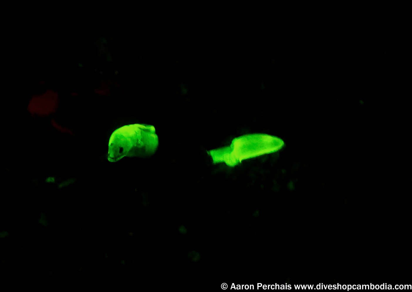 Biofluorescent night diving
