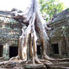 Ta Phrom Tempel