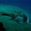 Cuttlefish @ Small Island