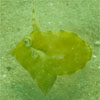 Yellow Filefish