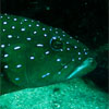 Spotted Grouper/Plectropomus maculatus