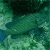 Bluelined Grouper/Cephalopholis formosa