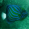 Blue-ringed Angelfish/Pomacanthus annularis