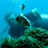 Anemone Fish & Diver