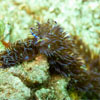 Two Nudibranches