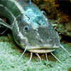 Catfish closeup